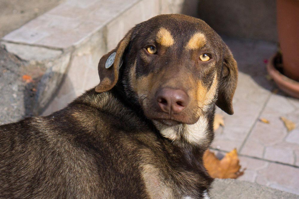 Give a street dog a chance Mayhew