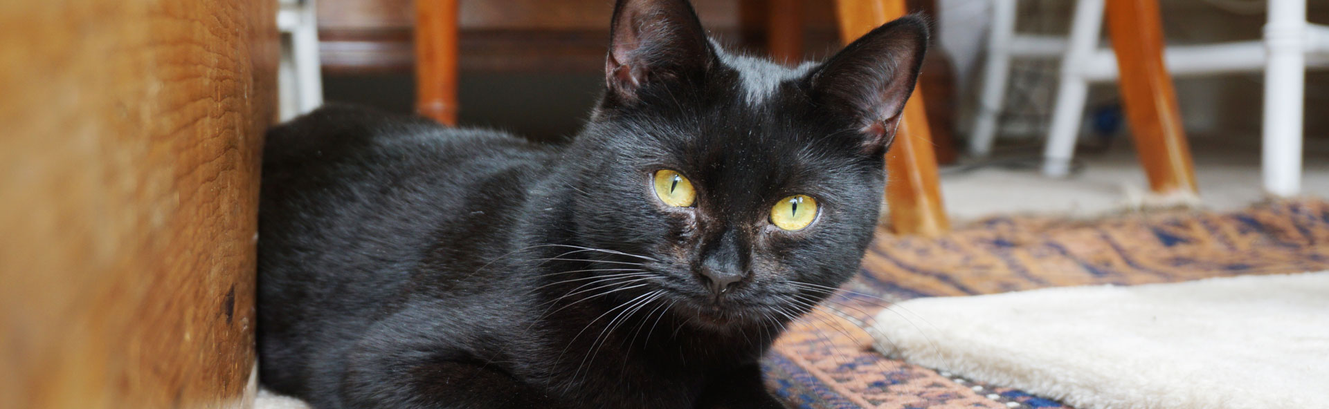 ItsNotFur Why black cats can often be invisible Mayhew