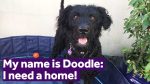 labradoodle rehoming