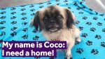 pekingnese dog adopt