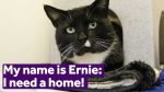 adopt cat london