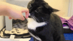 cat gif