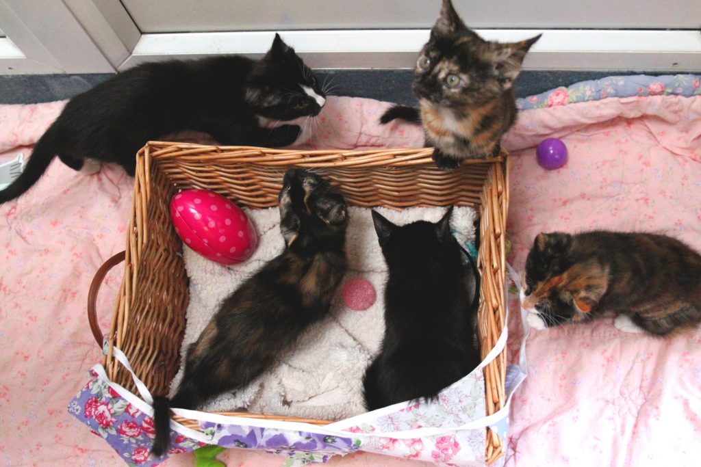 litter of kittens called