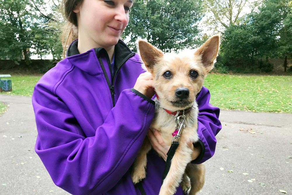 wadars dogs for rehoming