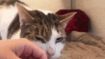 cute cat cuddles GIF