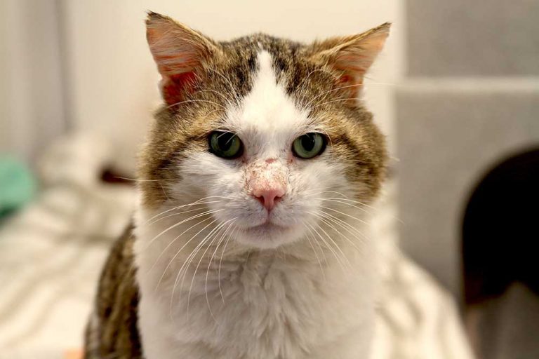 Gentle tomcat finally finds love Mayhew