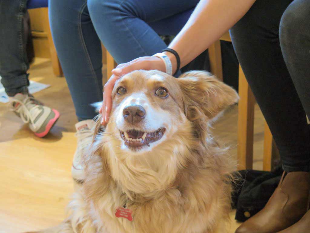 Mayhew combats mental illness with dog therapy Mayhew