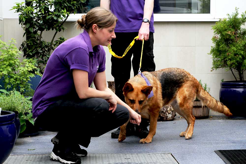 How to approach a dog Mayhew