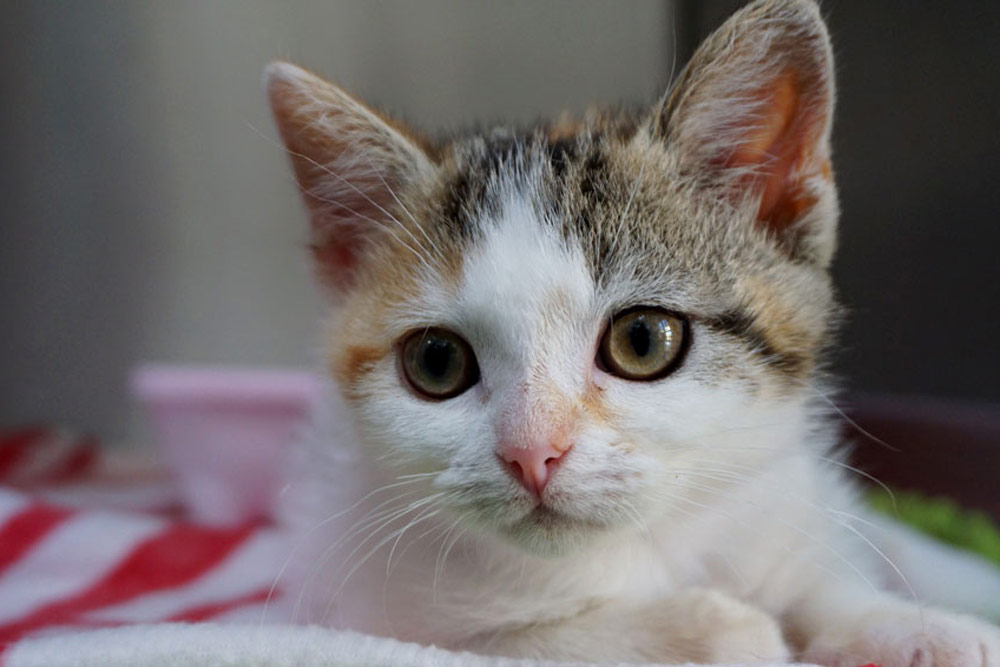 mayhew cats for adoption