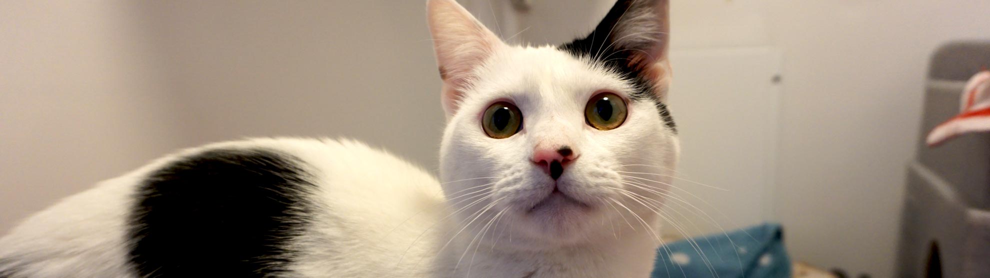 Scared and unwanted cat dumped on Mayhew's doorstep Mayhew