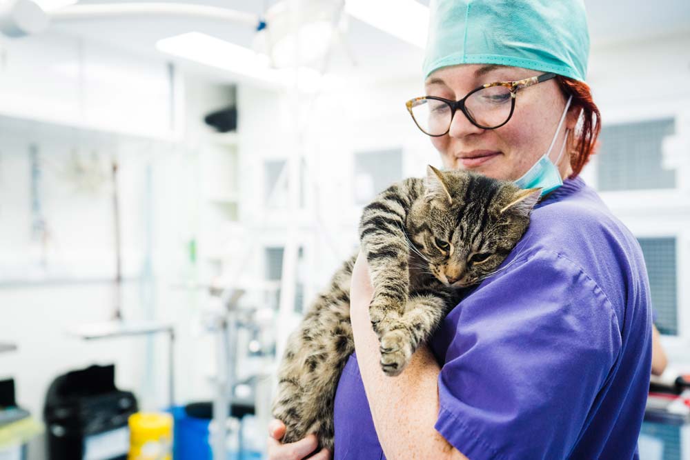 cat vaccination booster overdue
