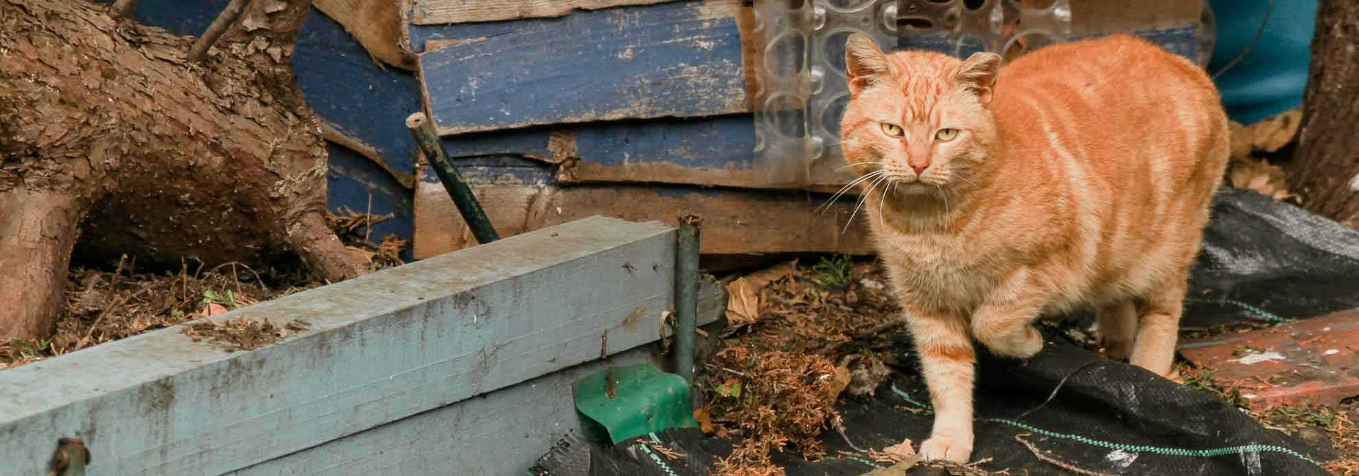 broadline for cats hair loss