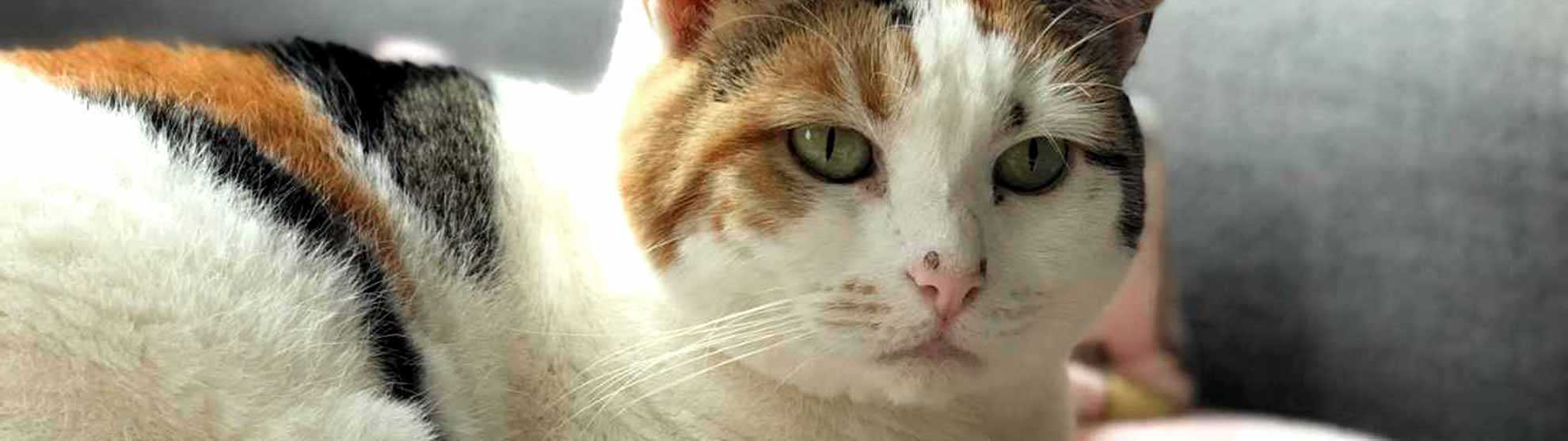 Linda the longterm foster cat finally finds her furever home! Mayhew