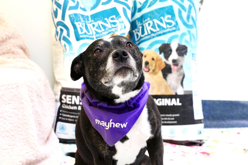 burns dog food suppliers