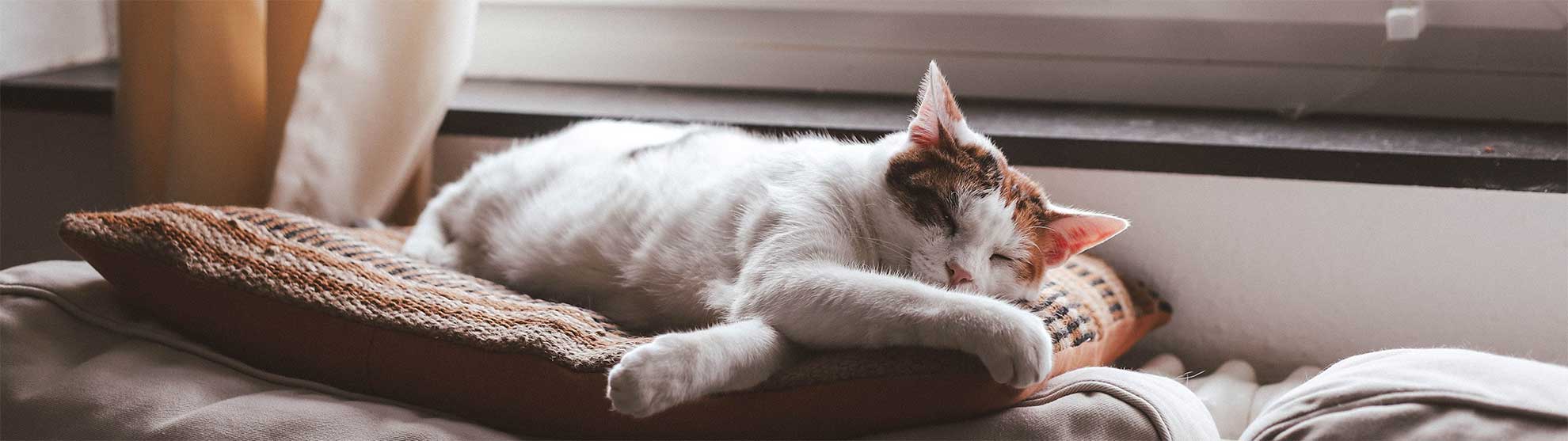 How to keep an indoor cat happy and safe Mayhew