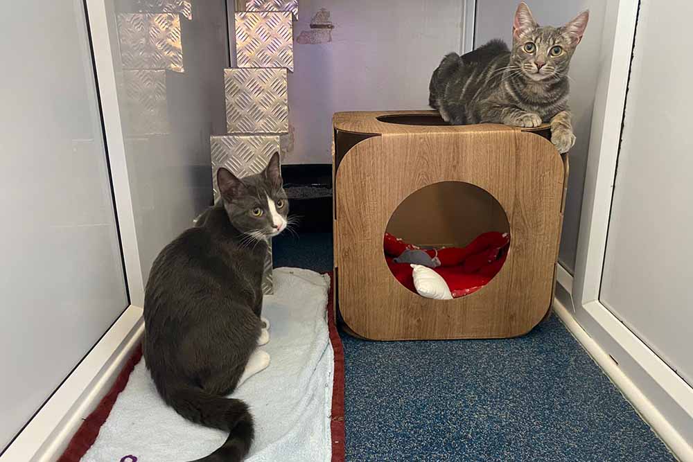 Rescued kittens find themselves in quarantine Mayhew