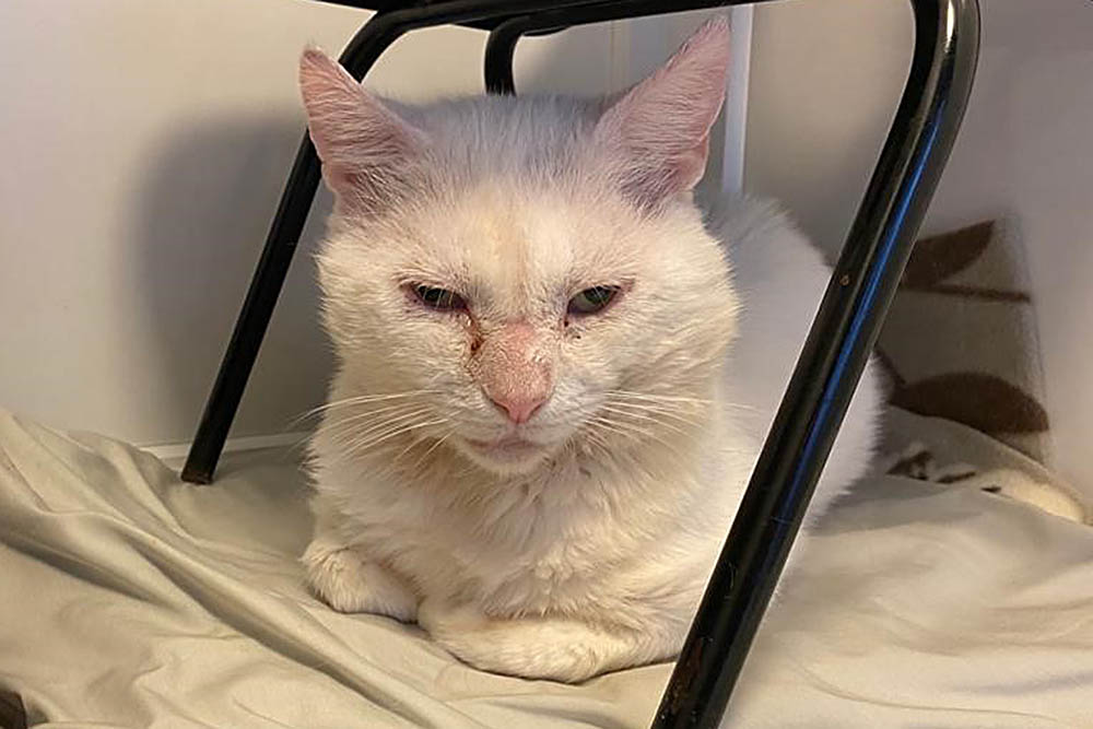 Callum before ear surgery