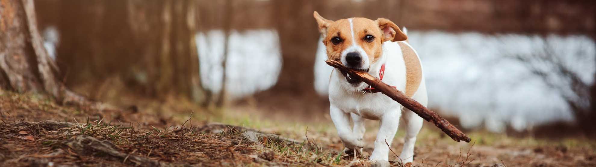 The best dog walks in London Mayhew