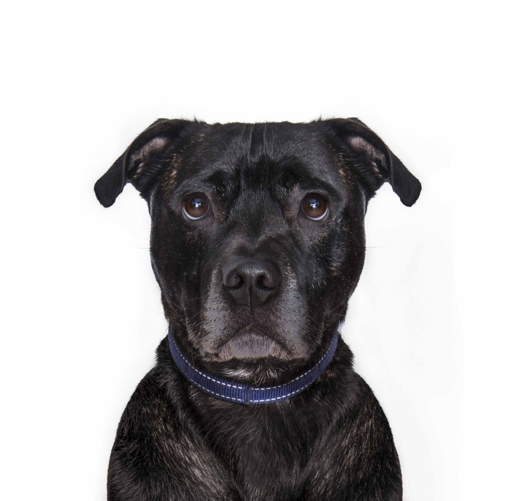 Beano is a black Staffordshire Bull Terrier