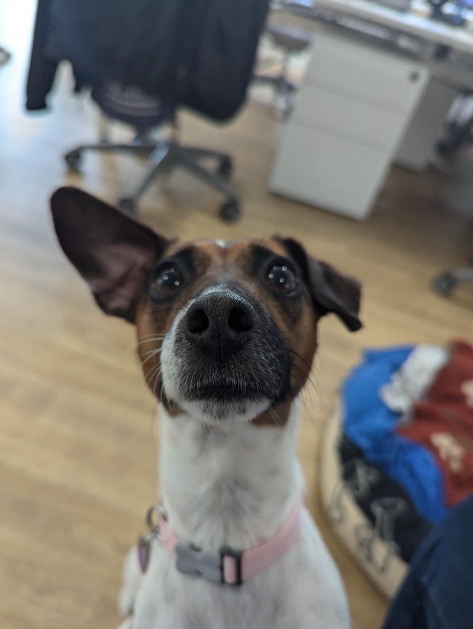 Callie, a 5 years old female Unknown available for adoption from Mayhew in London, Greater London