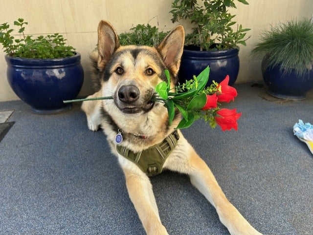 Wallace, a 3 years old male German Shepherd x Alaskan Malamute available for adoption from Mayhew in Greater London