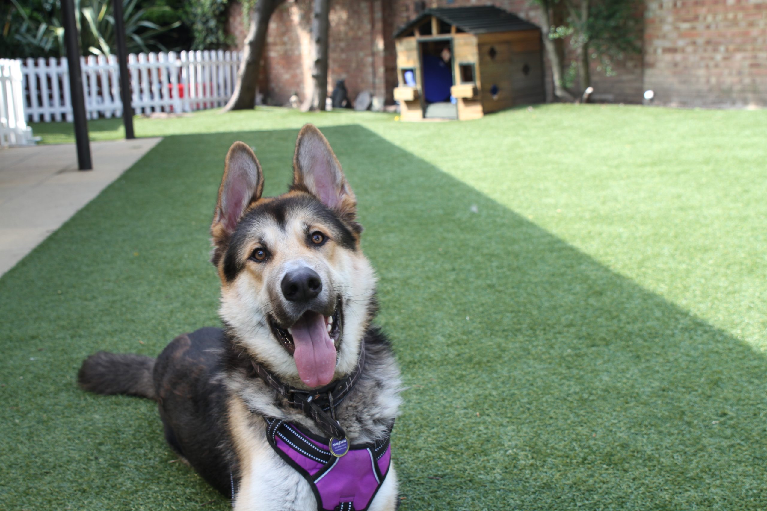 Wallace, a 2 years old male German Shepherd x Alaskan Malamute available for adoption from Mayhew in Greater London