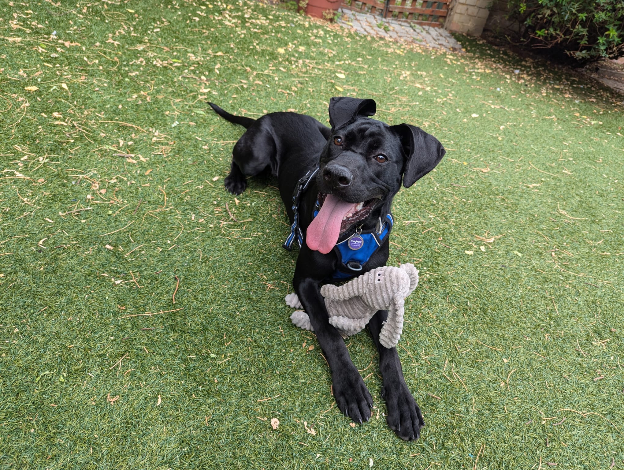 Mindy, a 2 years old female Crossbreed available for adoption from Mayhew in Kensal Green, Greater London