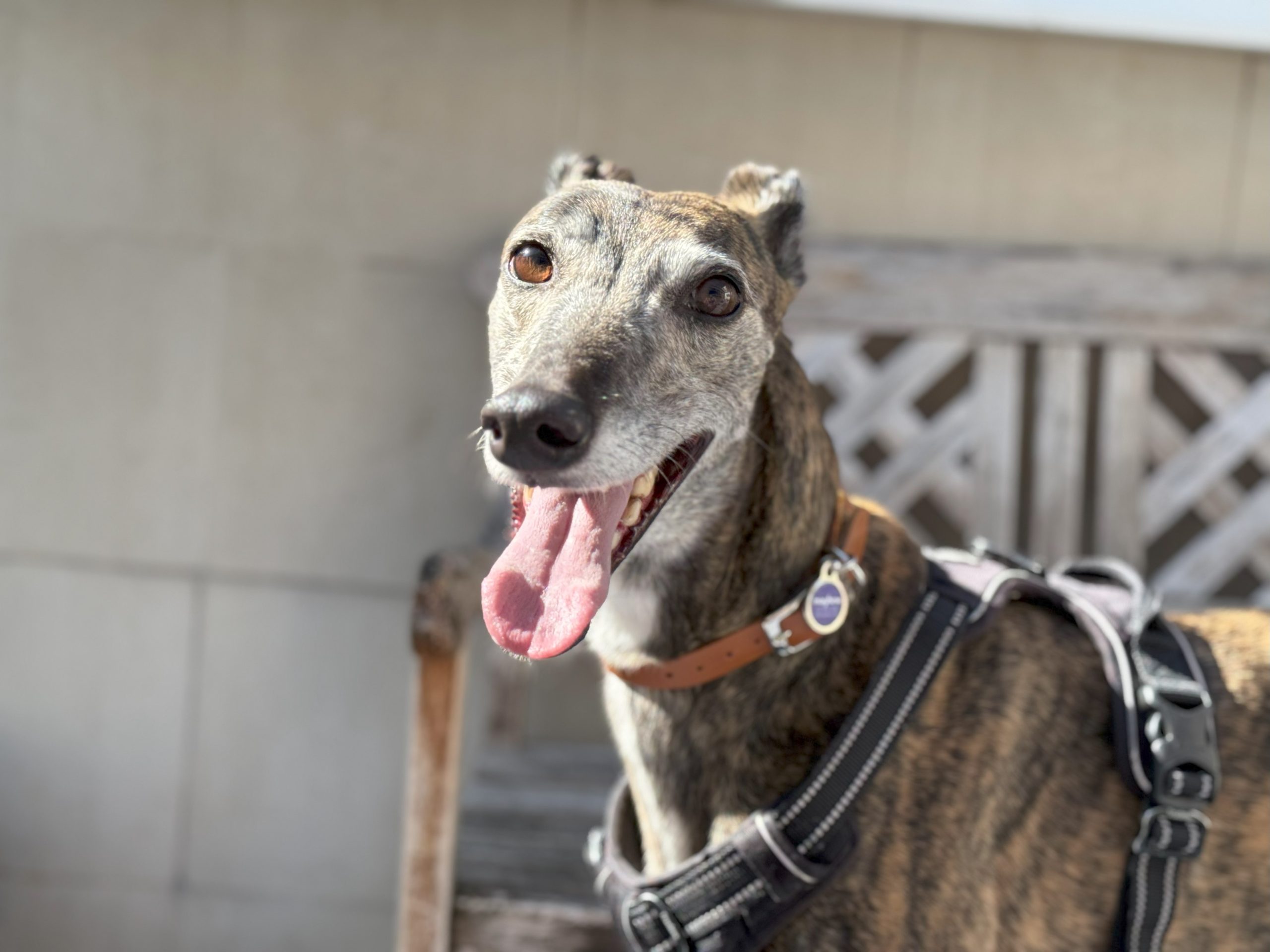 Holly-angela, a 7 years old female Greyhound available for adoption from Mayhew in Kensal Green, Greater London
