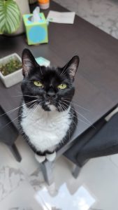 Snowy looking at the camera in her forever home