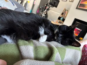 Snowy having a nap in her forever home