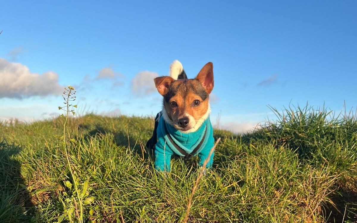 Jeffrey, a 10 months old male Chihuahua available for adoption from Mayhew in Kensal Green, Greater London