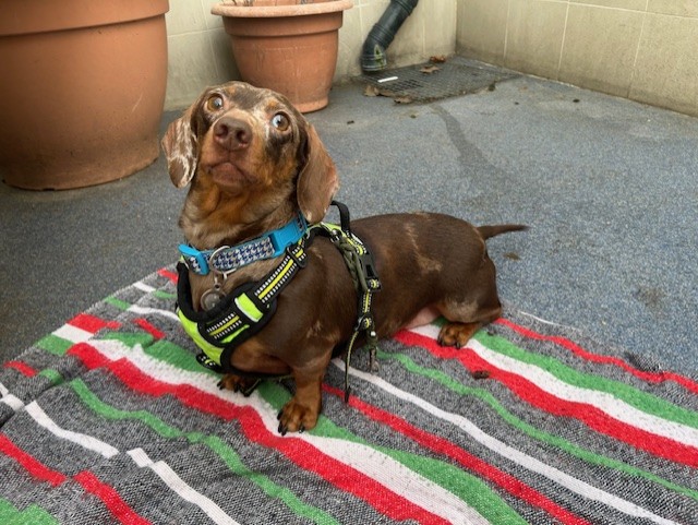 Blossom, a 5 years old female Dachshund available for adoption from Mayhew in Greater London