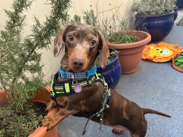 Blossom, a 5 years old female Dachshund available for adoption from Mayhew in Greater London