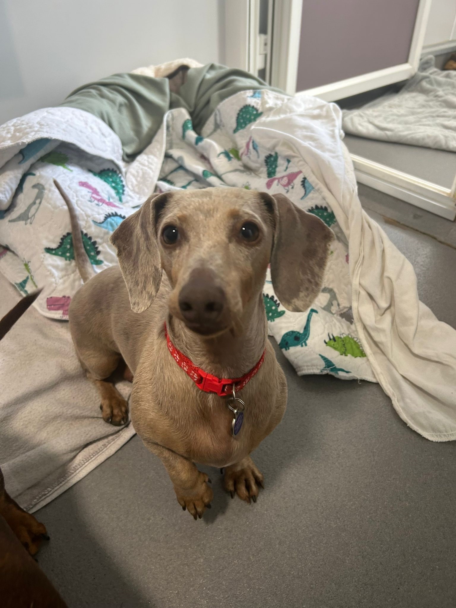 Buttercup, a 4 years old female Dachshund available for adoption from Mayhew in Kensal Green, Greater London