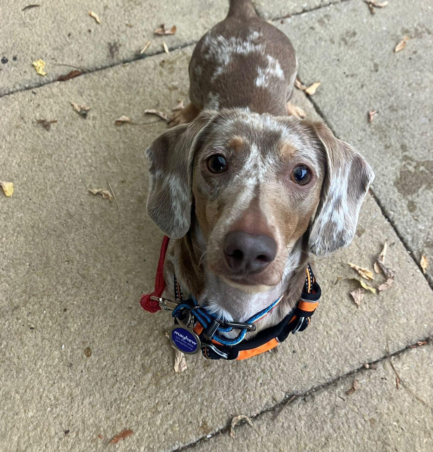 Bubbles, a 5 years old female Dachshund available for adoption from Mayhew in London, Greater London