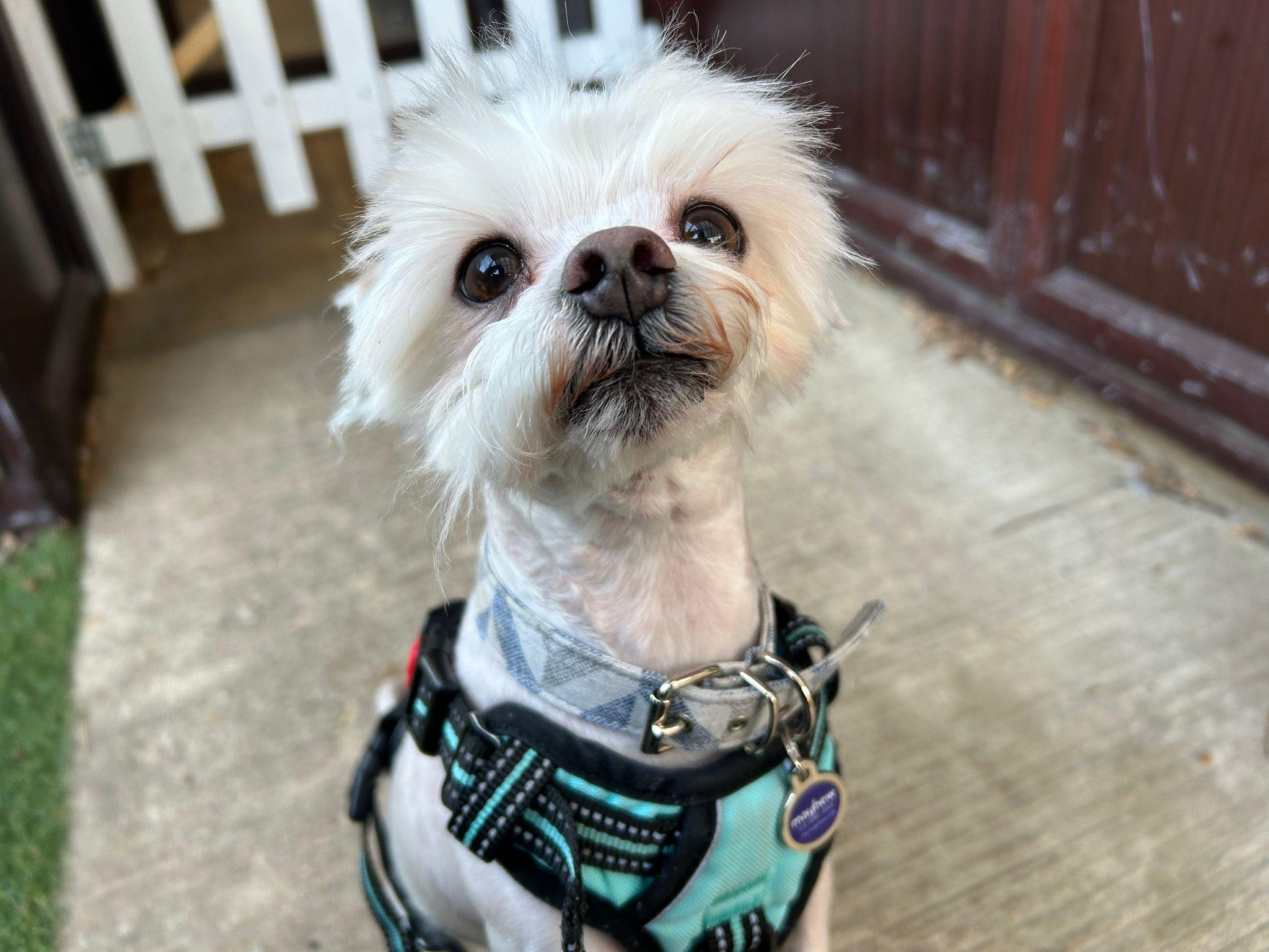 Max, a 5 years old male Maltese available for adoption from Mayhew in College Park & Old Oak, Greater London