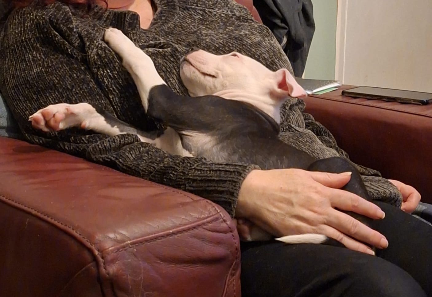 Stanley, a 3 months old male Staffordshire Bull Terrier available for adoption from Mayhew in Kensal Green, Greater London