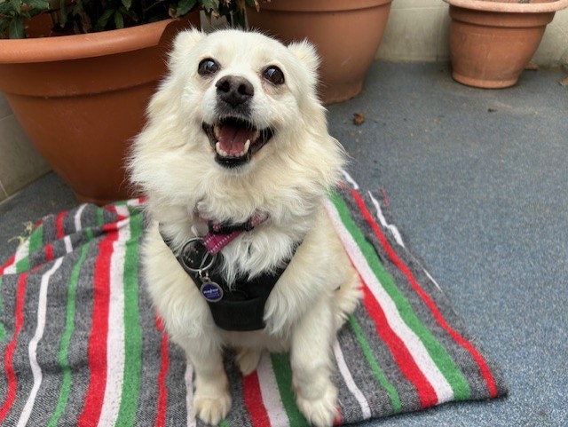 Cloud, a 6 years old female Finnish Spitz available for adoption from Mayhew in Kensal Green, Greater London