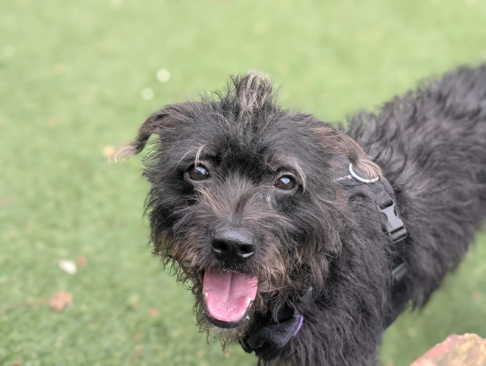 Sophie, a 2 years old female Soft Coated Wheaten Terrier available for adoption from Mayhew in Kensal Green, Greater London