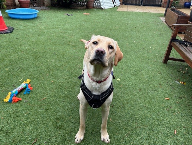 Honey, a 2 years old female Labrador available for adoption from Mayhew in Kensal Green, Greater London