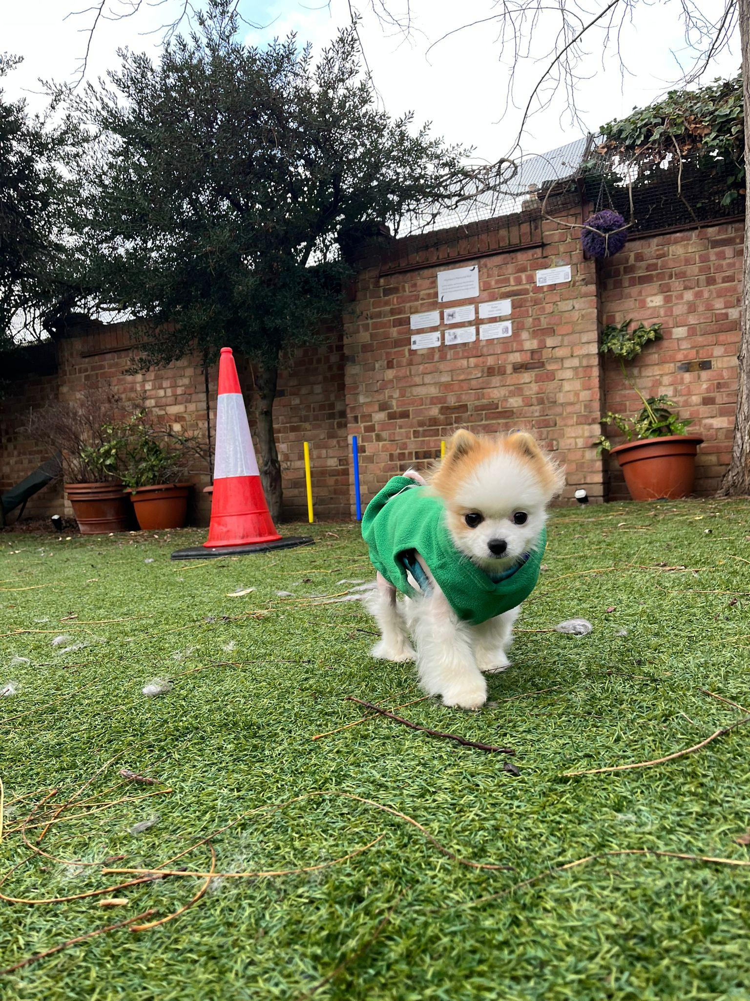 Lucy, a 6 years old female Pomeranian available for adoption from Mayhew in Kensal Green, Greater London