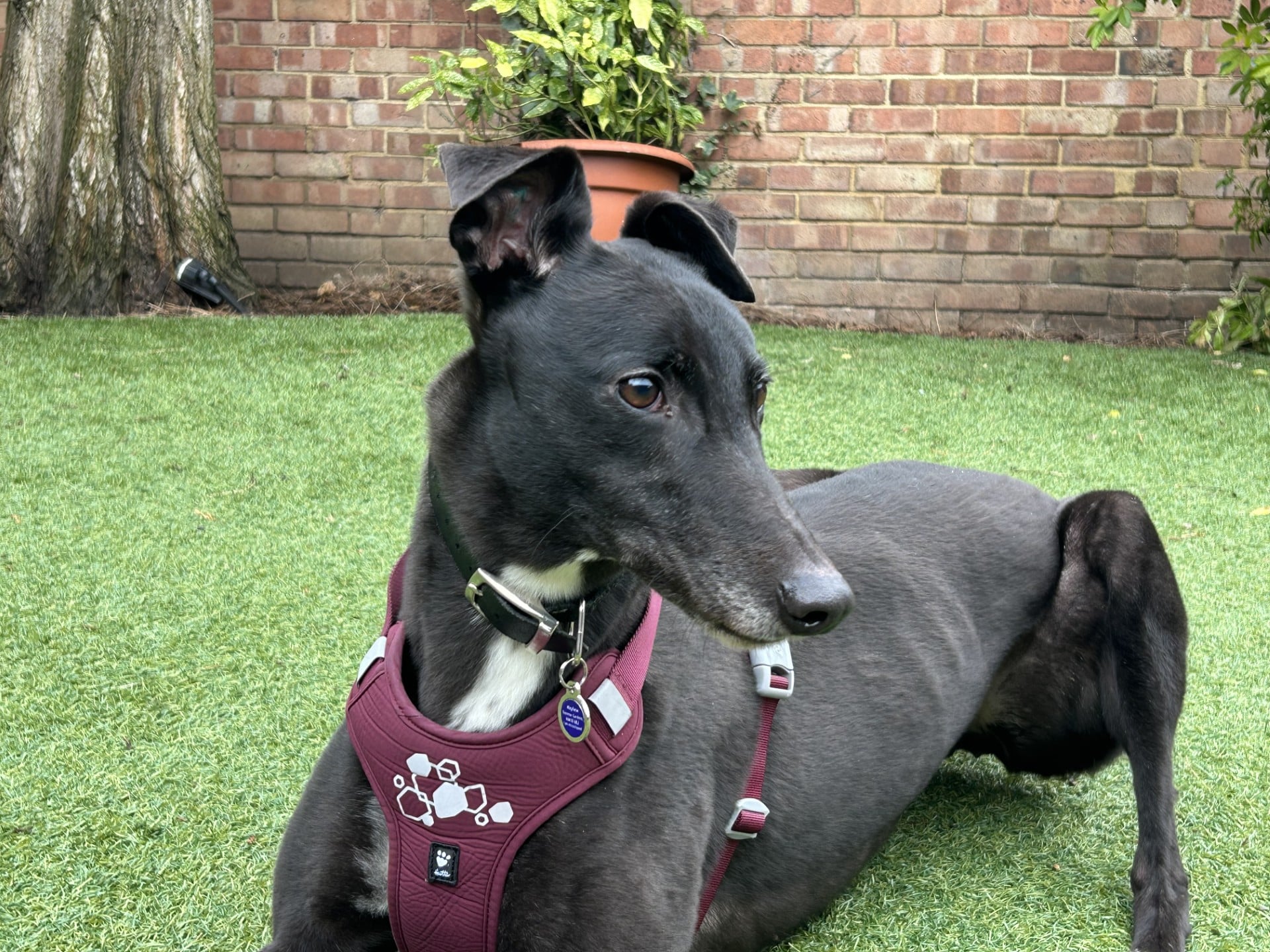 Roo, a 6 years old female Greyhound available for adoption from Mayhew in Greater London