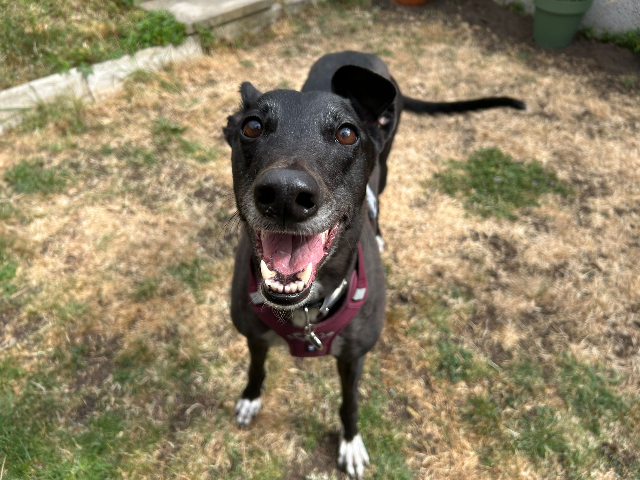 Roo, a 6 years old female Greyhound available for adoption from Mayhew in Greater London