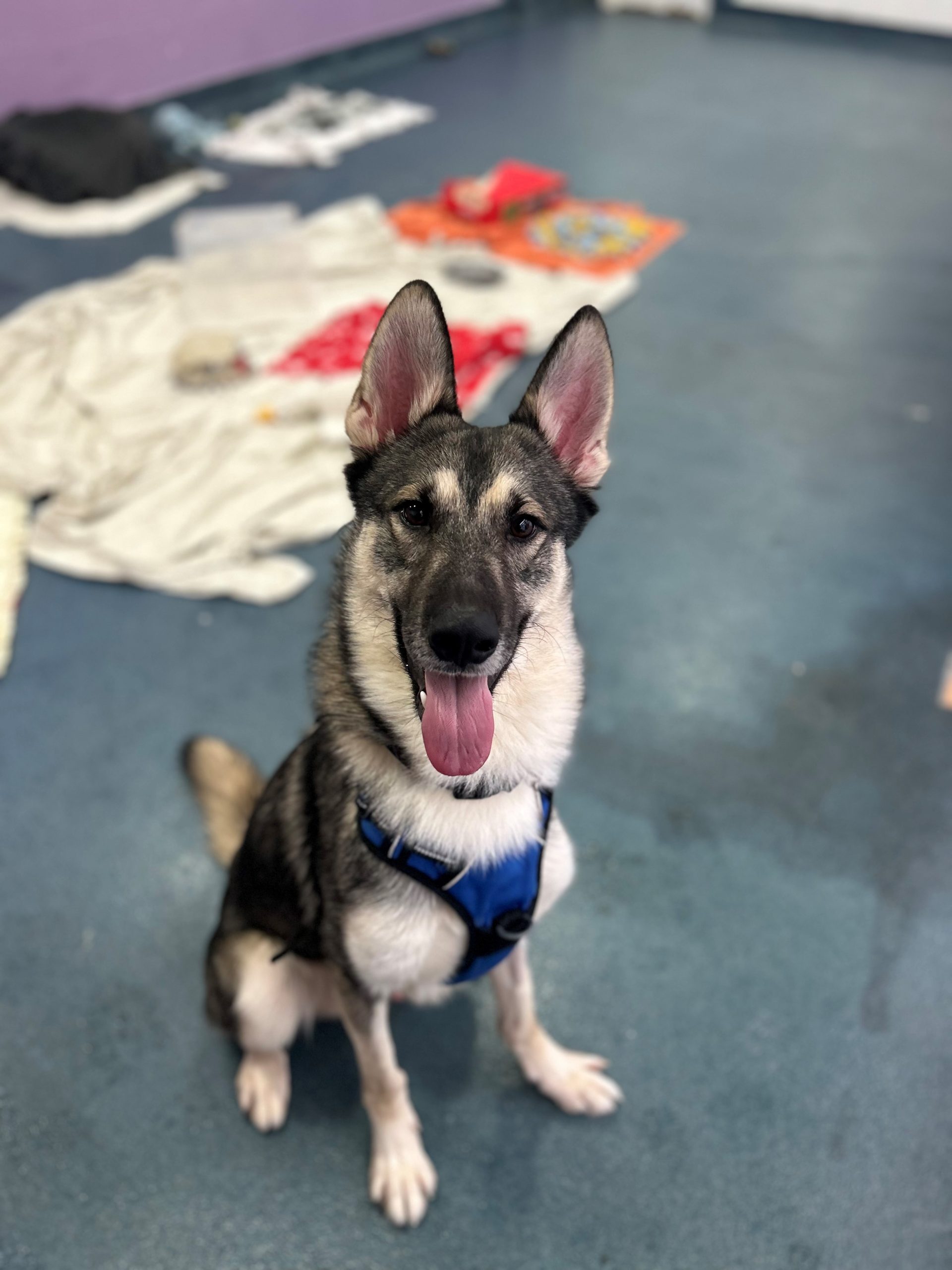 Oscar, a 2 years old male White Swiss Shepherd Dog available for adoption from Mayhew in Greater London