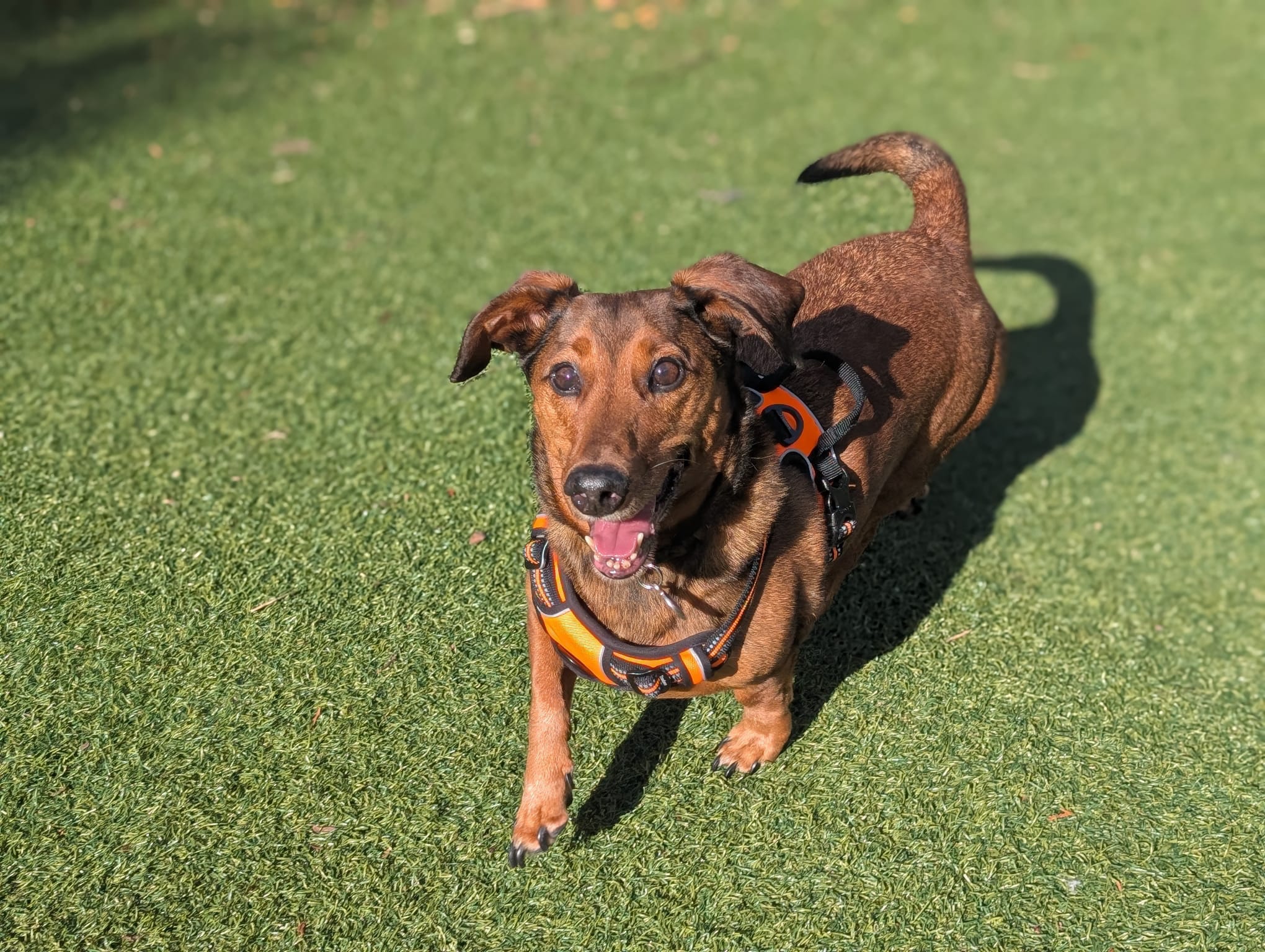 Bob, a 10 years old male Dachshund available for adoption from Mayhew in Greater London