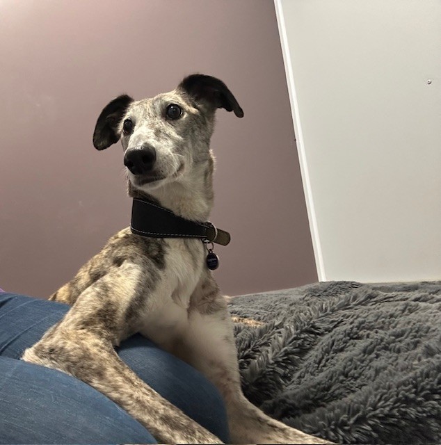 Bruce, a 3 years old male Lurcher available for adoption from Mayhew in Kensal Green, Greater London
