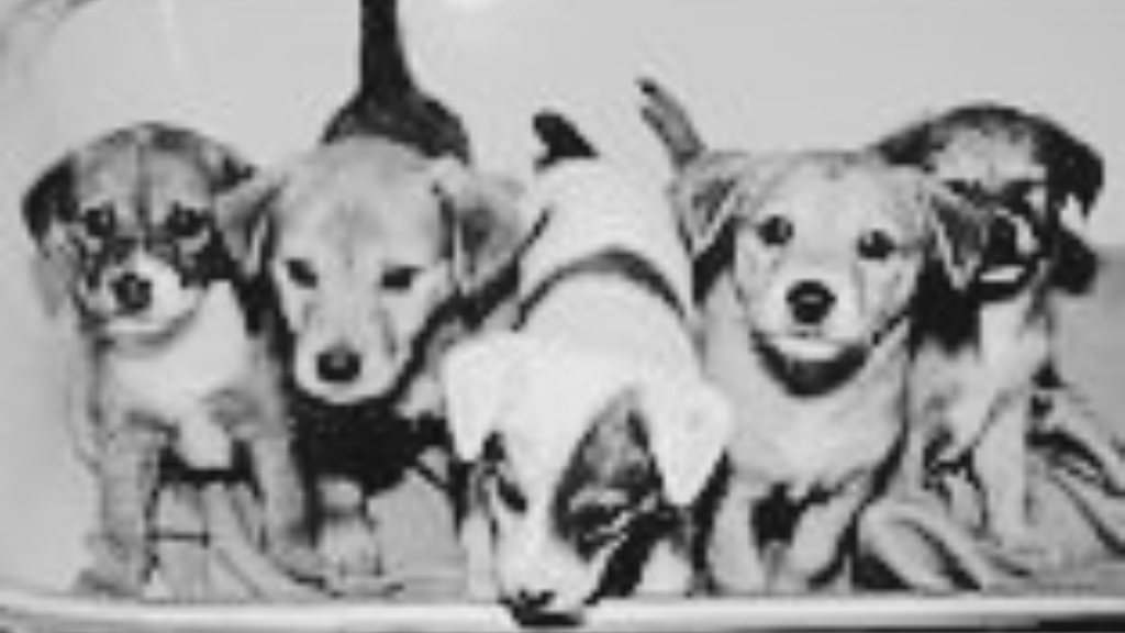 1950s – 1980s