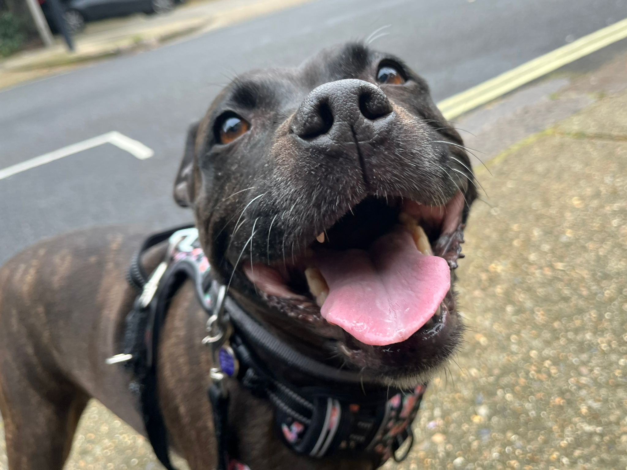 Molly, a 10 years old female Staffordshire Bull Terrier available for adoption from Mayhew in Greater London