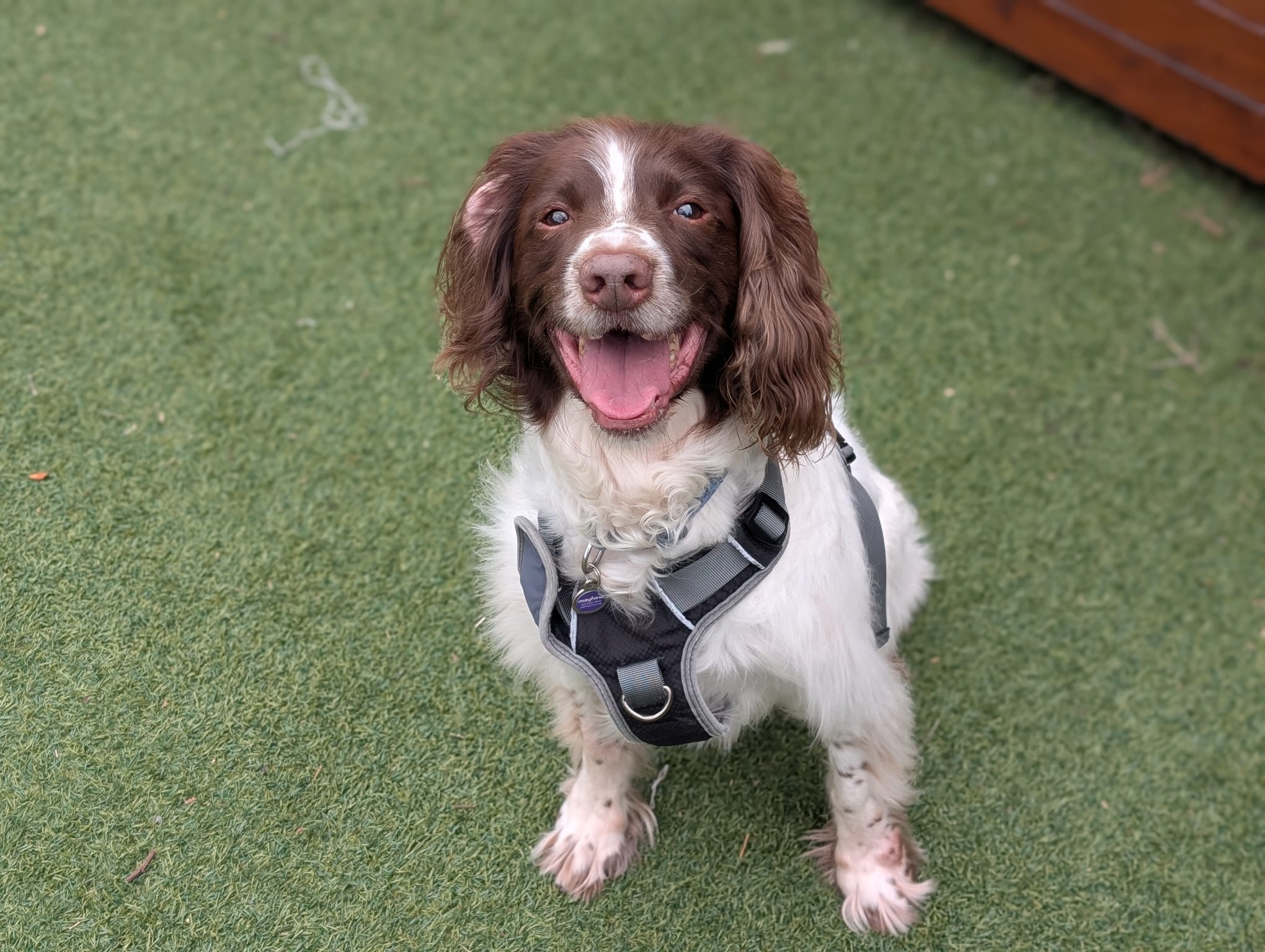 Kenny, a 11 years old male English Springer Spaniel available for adoption from Mayhew in Greater London