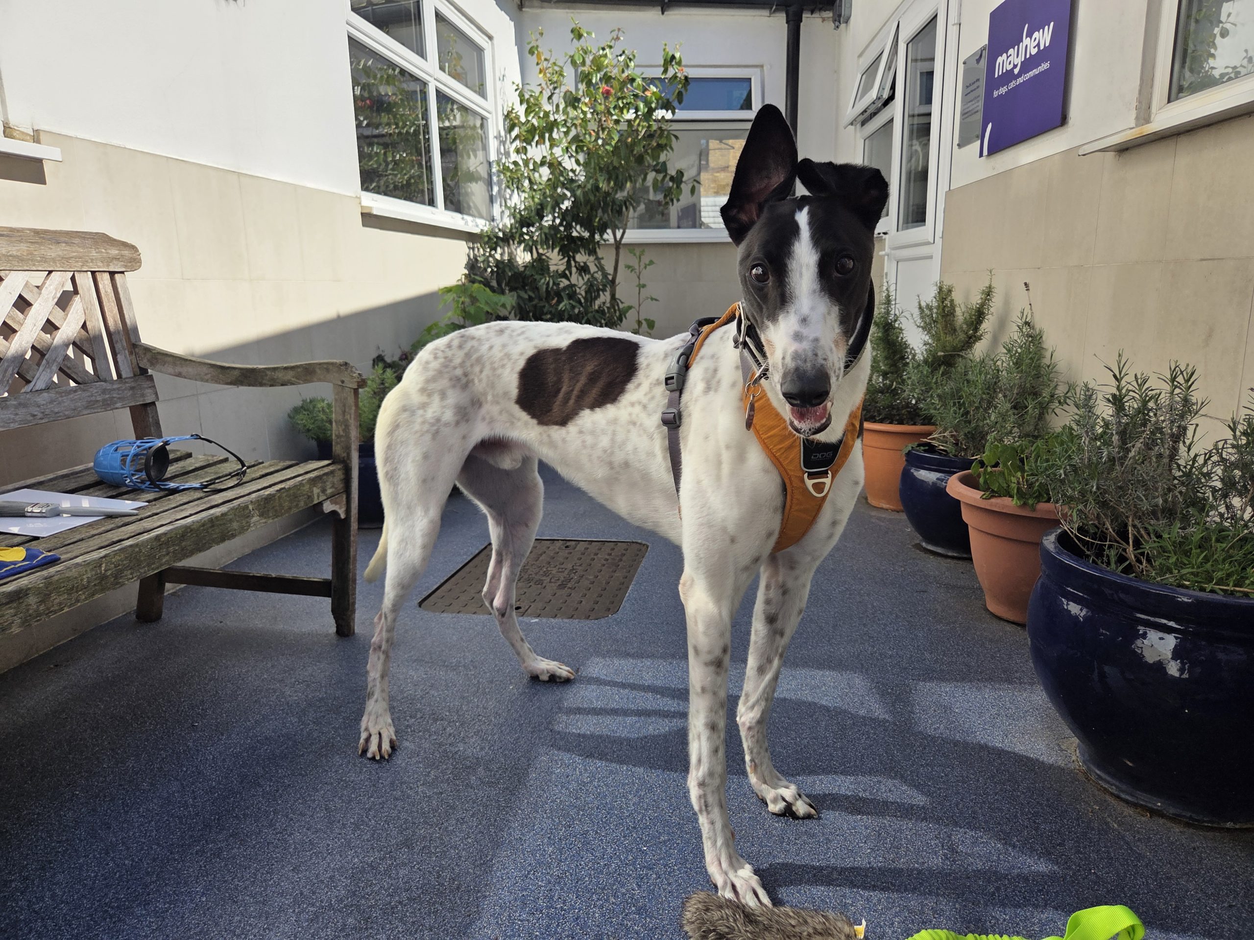 Tim, a 3 years old male Greyhound available for adoption from Mayhew in Greater London